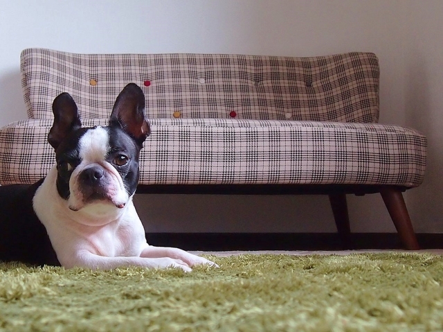 部屋でくつろぐ犬