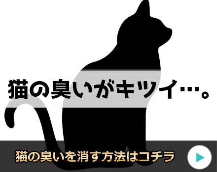 猫の臭いの消し方!どうしたら部屋は消臭できるか!?
